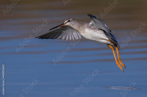 Zwarte Ruiter; Spotted Redshank; Tringa erythropus photo