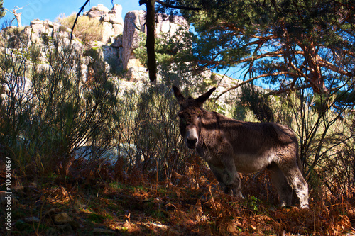 Fototapeta Naklejka Na Ścianę i Meble -  osioł zwierze las drzewa natura 