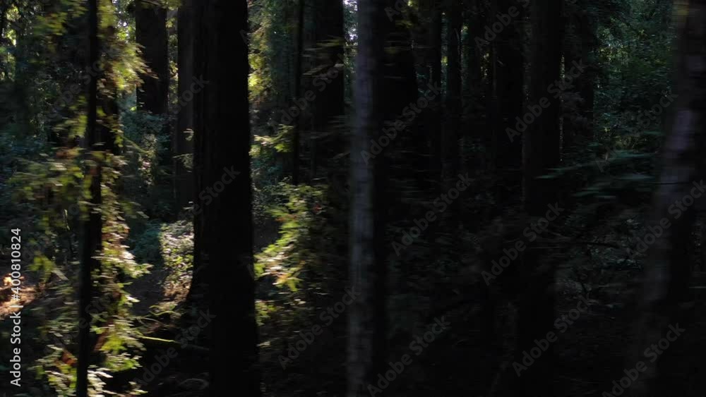 Sunlight enters the darkness of a forest of Redwood trees, Sequoia sempervirens, in Northern California. Redwoods are the largest trees on Earth and are an endangered species. Sunlight enters the darkness of a forest of Redwood trees, Sequoia sempervirens, in Northern California. Redwoods are the largest trees on Earth and are an endangered species.