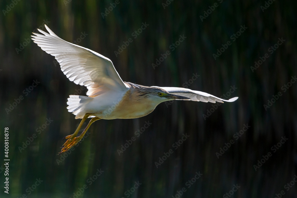 Ralreiger; Squacco Heron; Ardeola ralloides Ralreiger; Squacco Heron; Ardeola ralloides