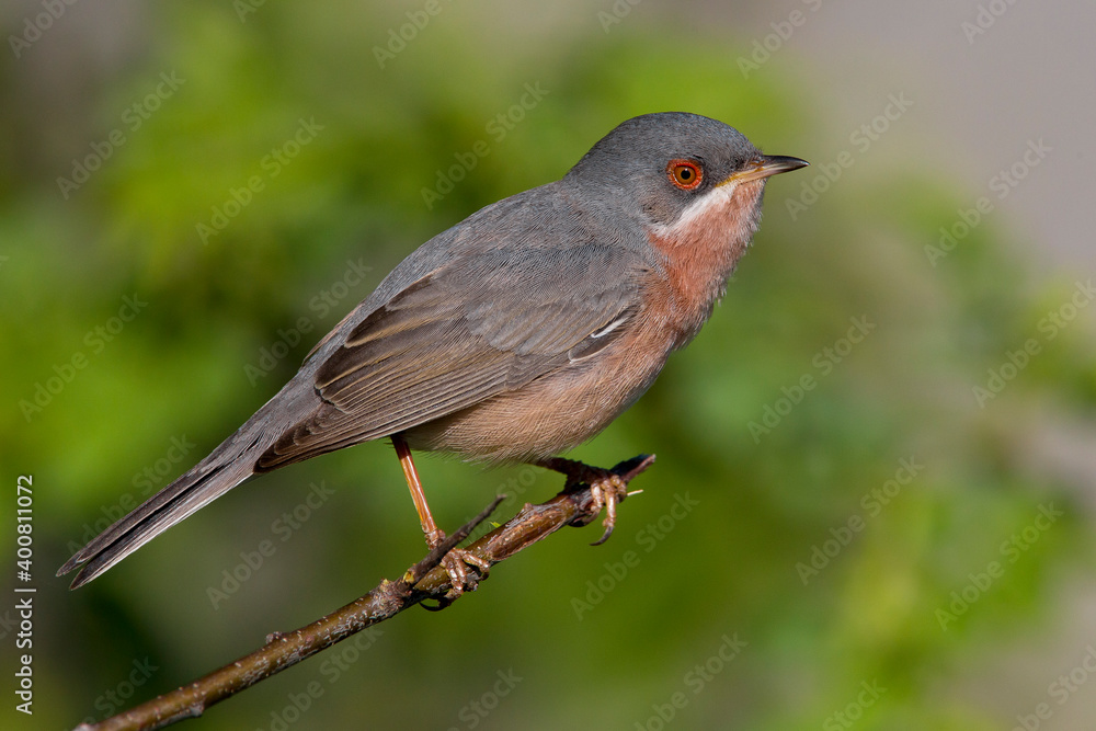 Moltoni’s Baardgrasmus, Moltoni's Warbler; Sylvia subalpina