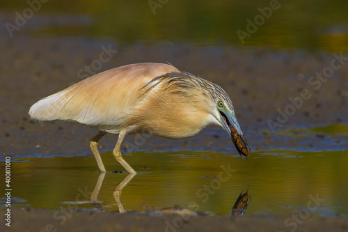 Ralreiger  Squacco Heron  Ardeola ralloides