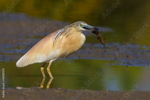 Ralreiger; Squacco Heron; Ardeola ralloides