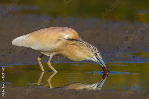 Ralreiger; Squacco Heron; Ardeola ralloides photo