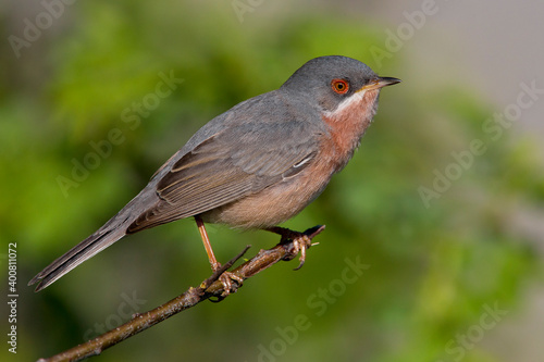 Obraz na płótnie Moltoni’s Baardgrasmus, Moltoni's Warbler; Sylvia subalpina w salonie
