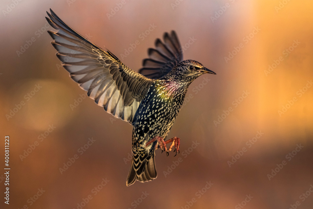 Spreeuw; Common Starling; Sturnus vulgaris