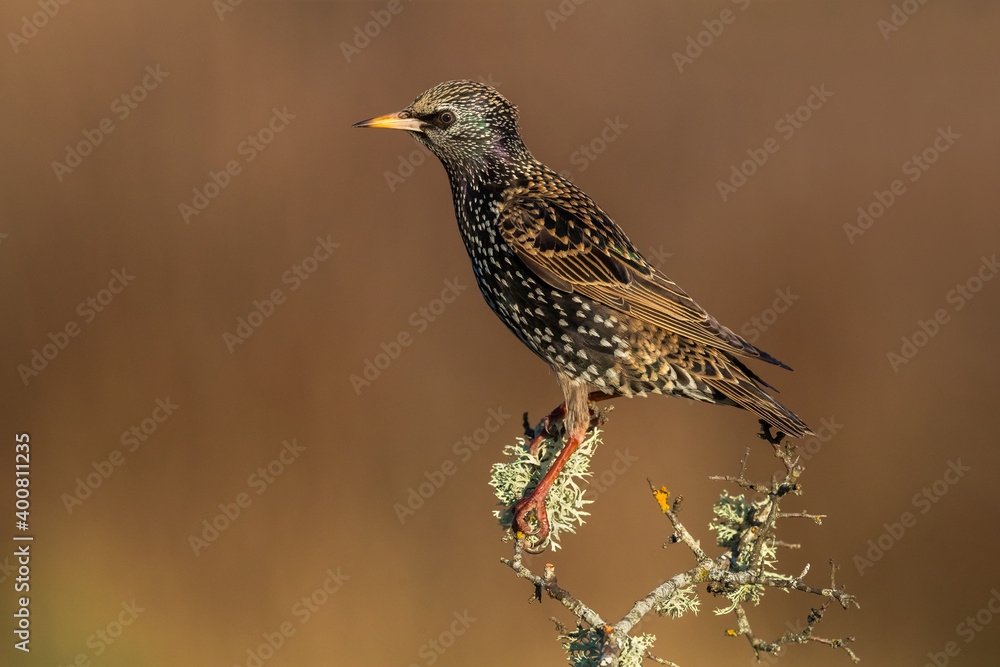 Fototapeta premium Spreeuw; Common Starling; Sturnus vulgaris