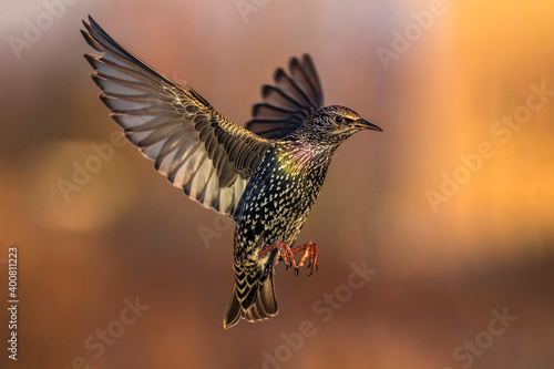 Obraz na płótnie Spreeuw; Common Starling; Sturnus vulgaris w salonie