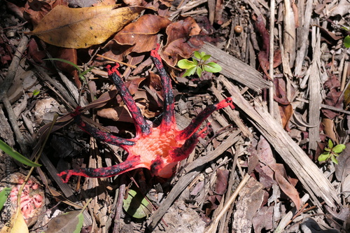 Tintenfischpilz oder devil's fingers, Clathrus archeri. Der starke Duft des Pilzes und wahrscheinlich auch die Farbe locken Fliegen und Dungkäfer an. Mimikry. In George, Südafrika. photo