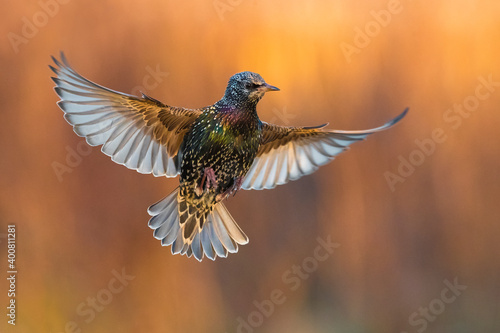 Spreeuw; Common Starling; Sturnus vulgaris photo