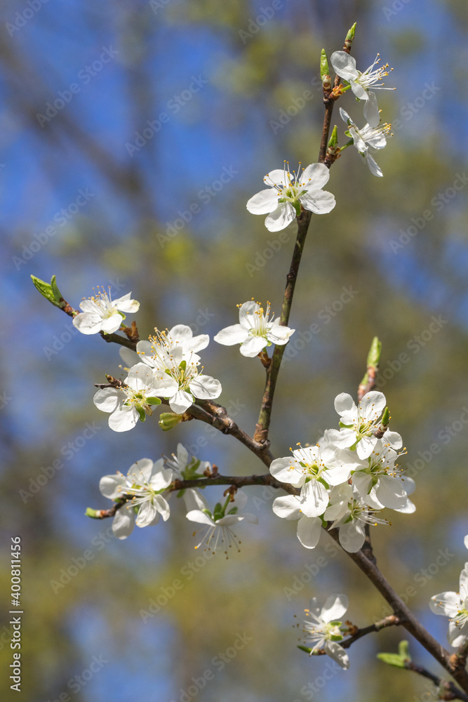 Closeup of blossoms on a plum tree (prunus) Closeup of blossoms on a plum tree (prunus)