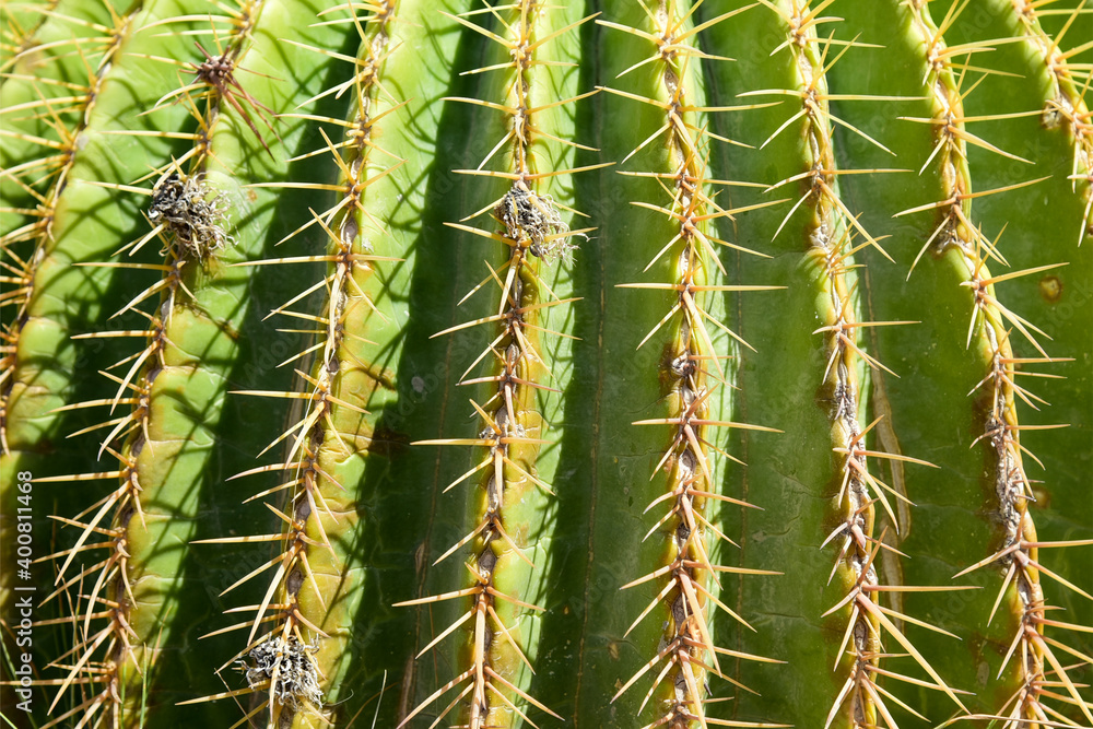 Large needles on the green surface of a cactus Large needles on the green surface of a cactus