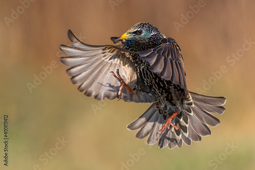 Spreeuw; Common Starling; Sturnus vulgaris