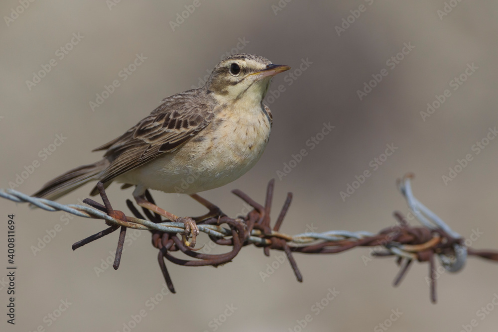 Duinpieper, Tawny Pipit; Anthus campestris Duinpieper, Tawny Pipit; Anthus campestris