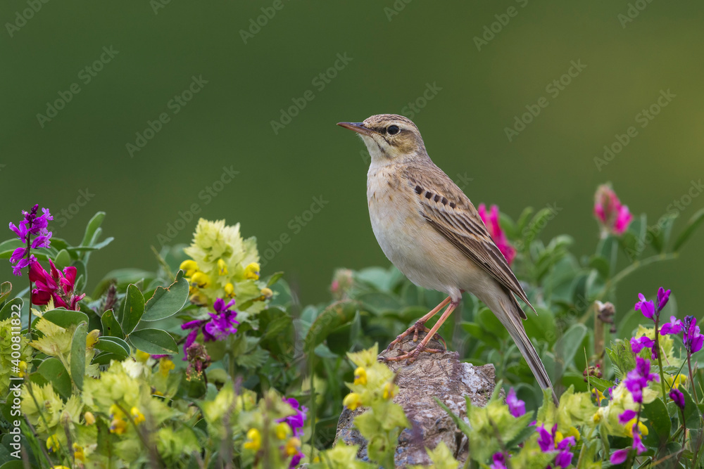 Fototapeta premium Duinpieper; Tawny Pipit; Anthus campestis