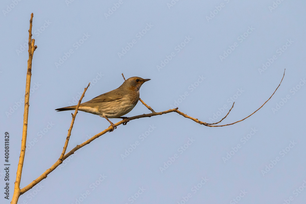 Roodkeellijster; Red-throated Thrush; Turdus ruficollis Roodkeellijster; Red-throated Thrush; Turdus ruficollis