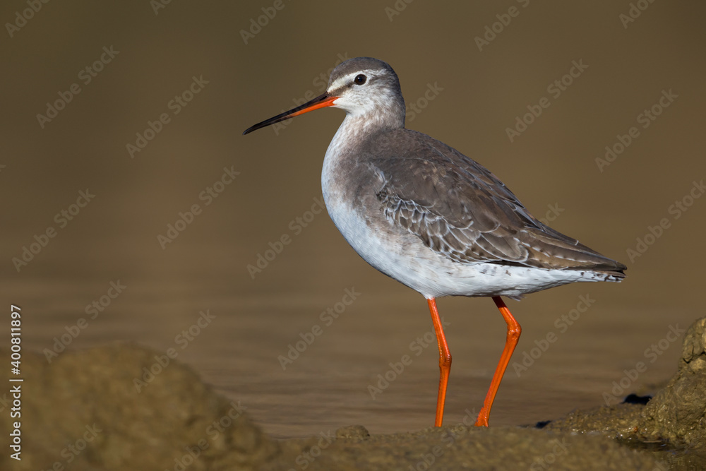 Zwarte Ruiter; Spotted Redshank; Tringa erythropus Zwarte Ruiter; Spotted Redshank; Tringa erythropus