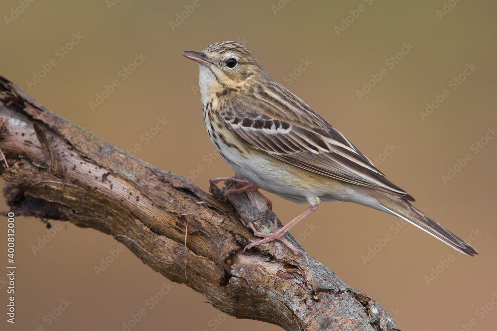 Boompieper; Tree Pipit; Anthus trivialis Boompieper; Tree Pipit; Anthus trivialis