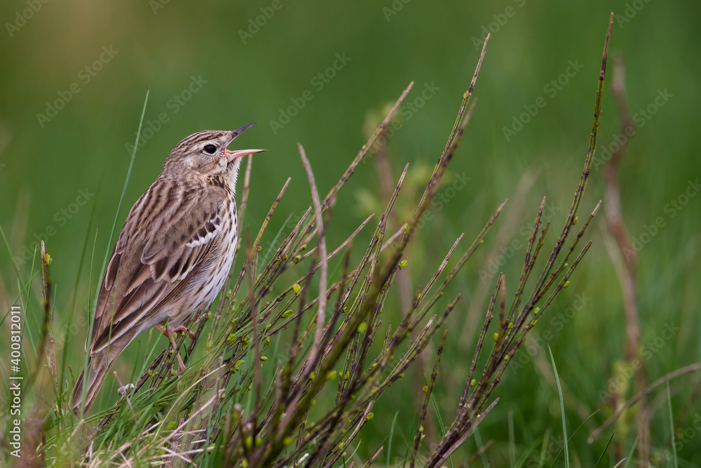 Boompieper; Tree Pipit; Anthus trivialis Boompieper; Tree Pipit; Anthus trivialis