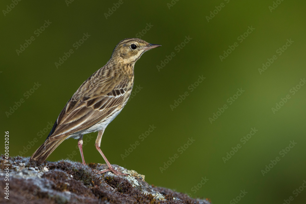 Boompieper, Tree Pipit, Anthus trivialis Boompieper, Tree Pipit, Anthus trivialis