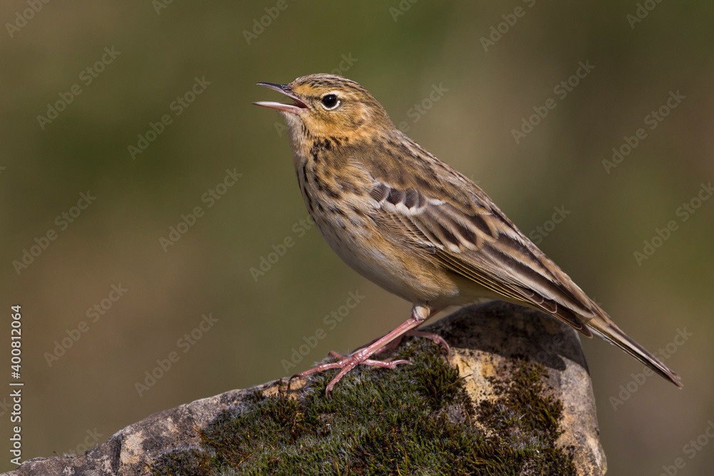 Boompieper, Tree Pipit, Anthus trivialis Boompieper, Tree Pipit, Anthus trivialis