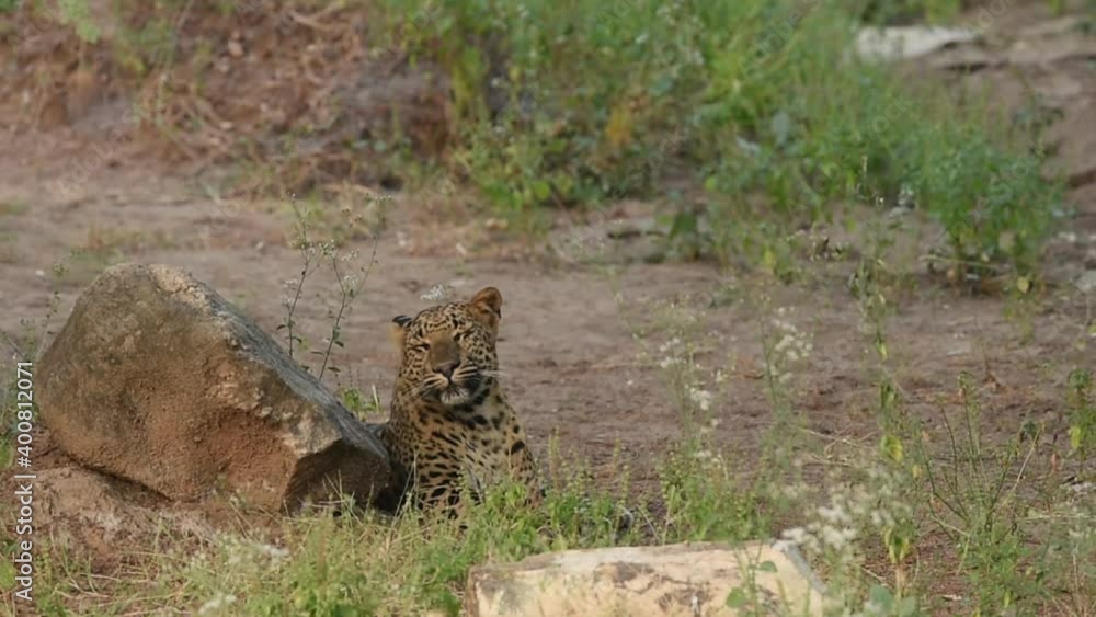 Slow motion shot of wild indian female leopard or panther moving her head due to flying bees in forest of central india - panthera pardus fusca Slow motion shot of wild indian female leopard or panther moving her head due to flying bees in forest of central india - panthera pardus fusca