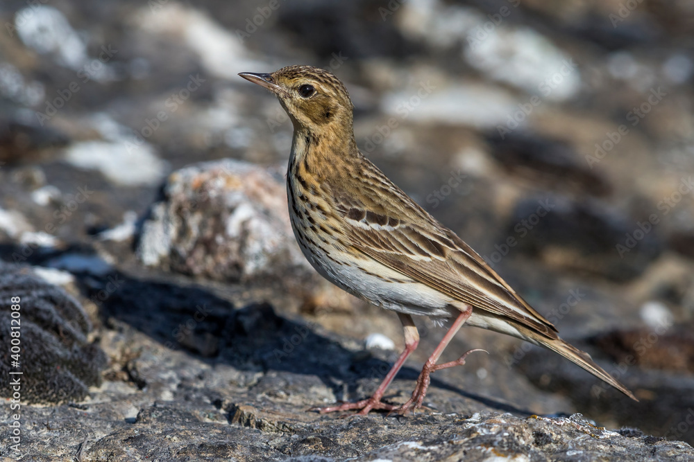 Boompieper, Tree Pipit, Anthus trivialis Boompieper, Tree Pipit, Anthus trivialis