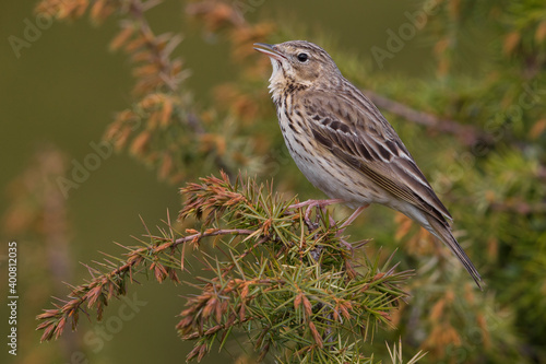 Boompieper; Tree Pipit; Anthus trivialis