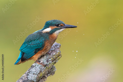 Eisvogel (Alcedo atthis) Jungvogel