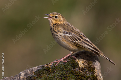 Boompieper, Tree Pipit, Anthus trivialis