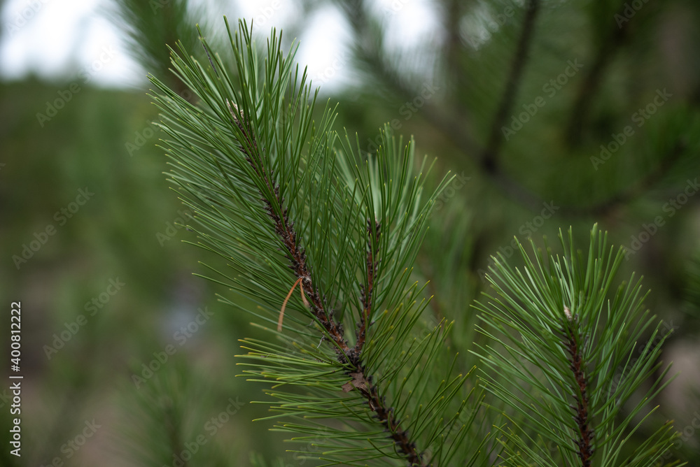 green prickly branch of a fur-tree or pine in the forest green prickly branch of a fur-tree or pine in the forest