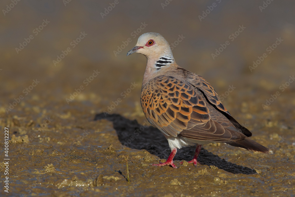 Tortelduif; Turtle Dove; Streptopelia turtur Tortelduif; Turtle Dove; Streptopelia turtur