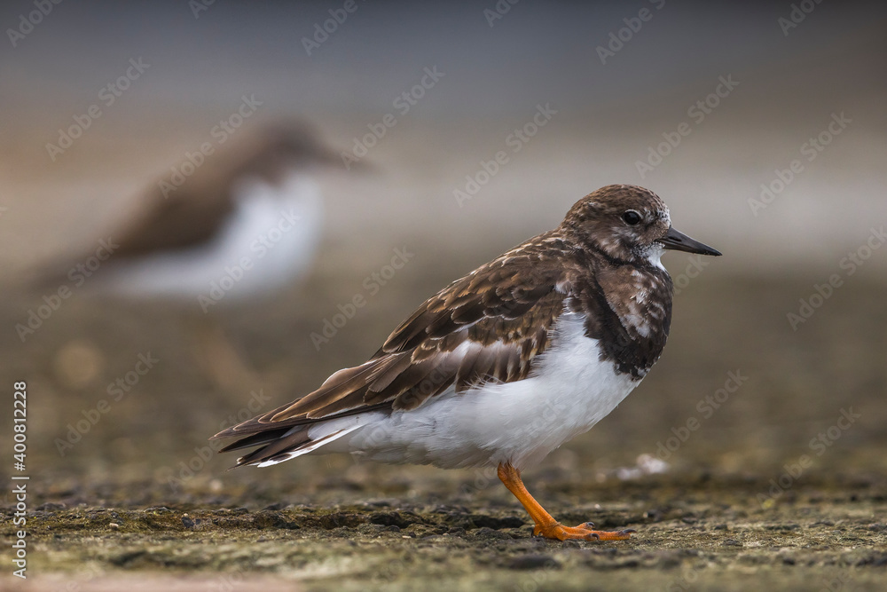 Steenloper; Ruddy Turnstone; Arenaria intepres Steenloper; Ruddy Turnstone; Arenaria intepres