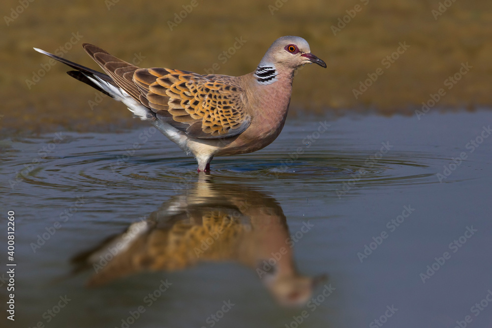 Zomertortel; Turtle Dove; Streptopelia turtur Zomertortel; Turtle Dove; Streptopelia turtur