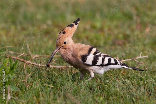 Hop; Hoopoe; Upupa epops photo