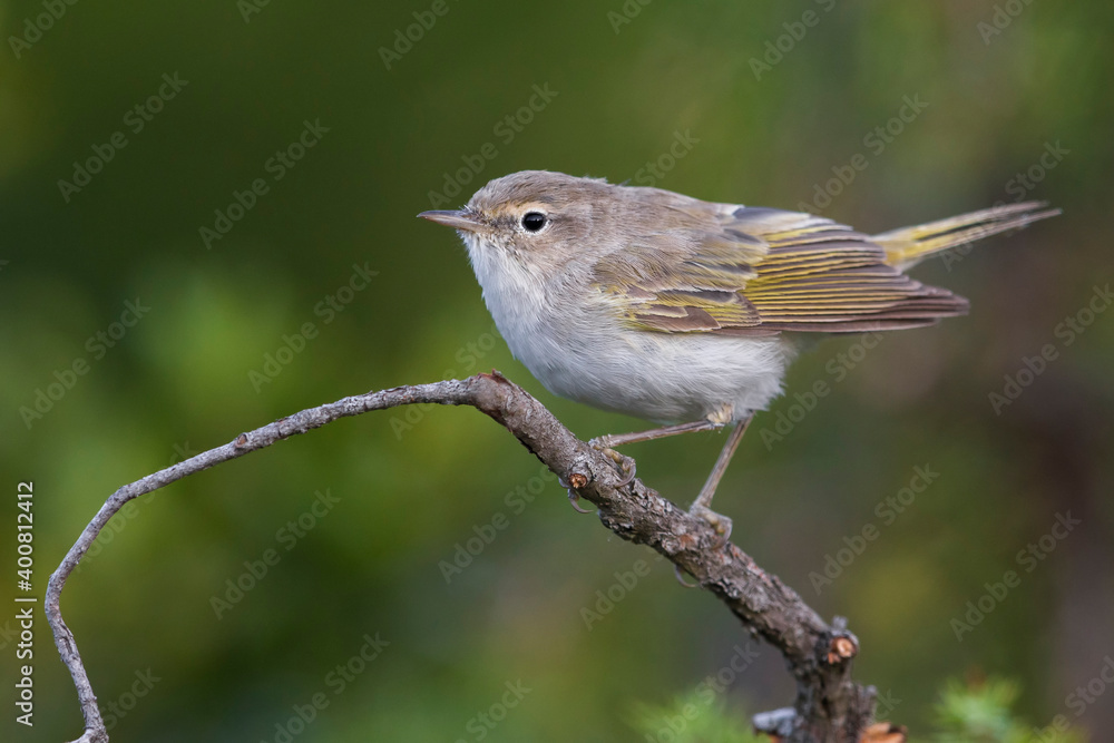 Westelijke Bergfluiter, Western Bonelli's Warbler; Phylloscopus bonelli Westelijke Bergfluiter, Western Bonelli's Warbler; Phylloscopus bonelli