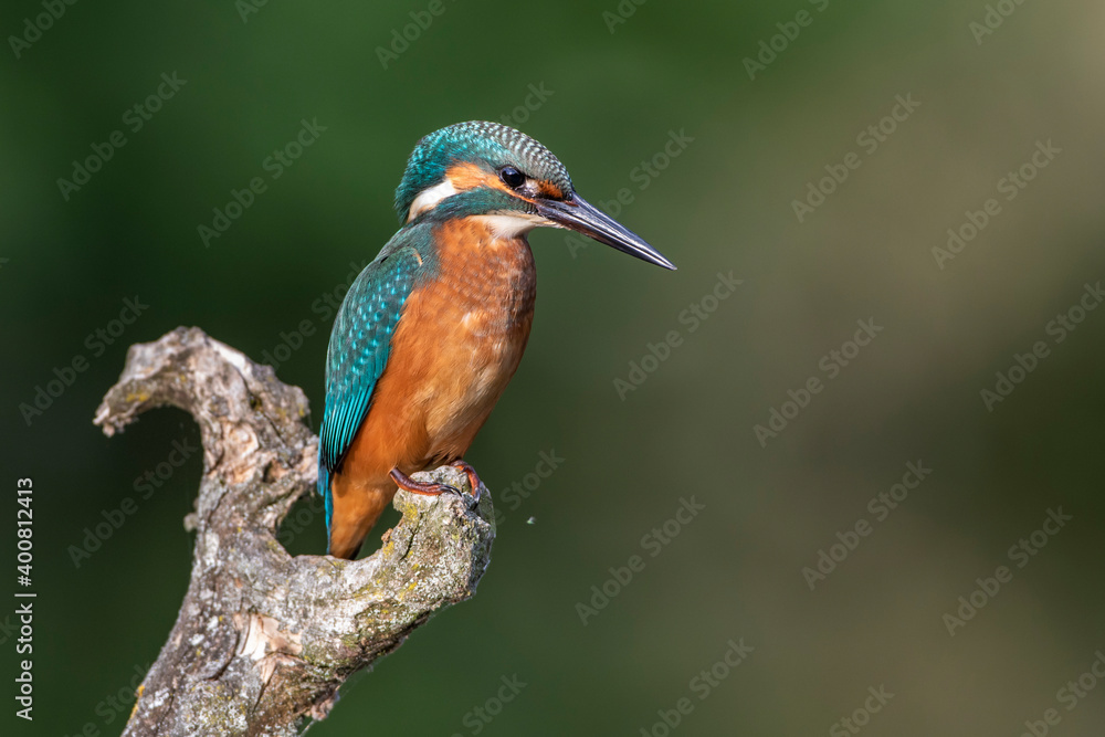 Eisvogel (Alcedo atthis) Jungvogel Eisvogel (Alcedo atthis) Jungvogel