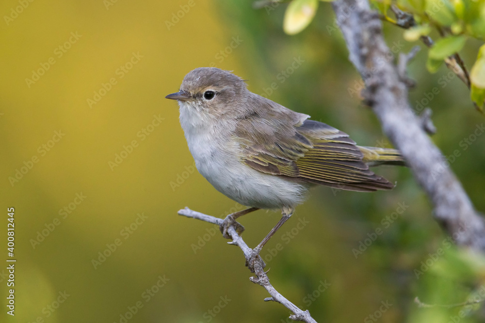 Westelijke Bergfluiter, Western Bonelli's Warbler; Phylloscopus bonelli Westelijke Bergfluiter, Western Bonelli's Warbler; Phylloscopus bonelli
