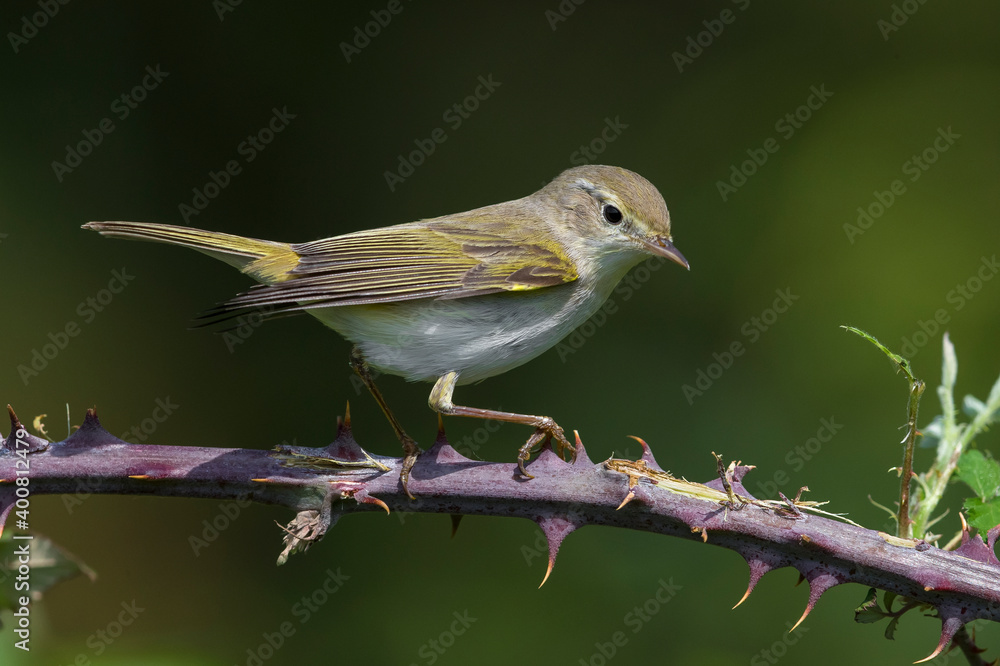 Fototapeta premium Westelijke Bergfluiter, Western Bonelli's Warbler; Phylloscopus bonelli