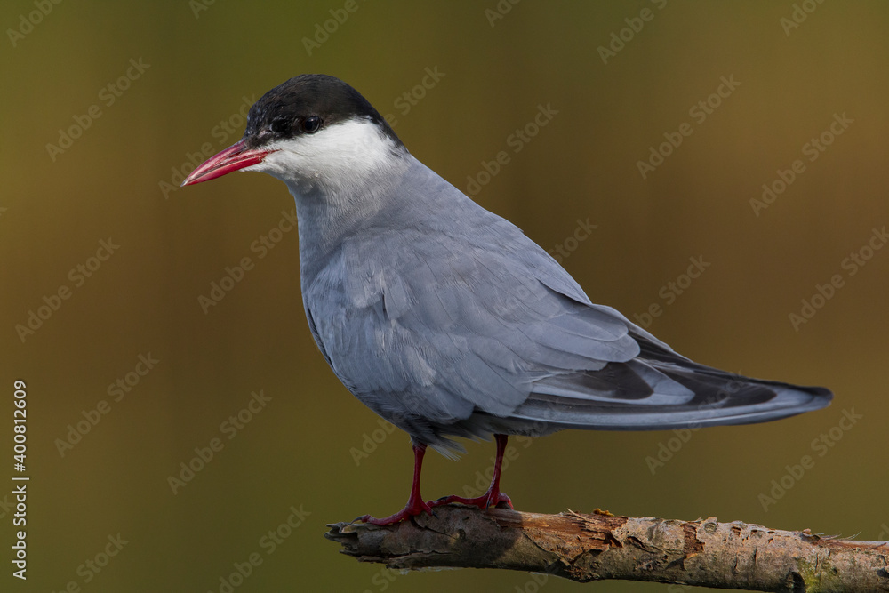Witwangstern; Whiskered Tern; Chlidonias hybrida Witwangstern; Whiskered Tern; Chlidonias hybrida