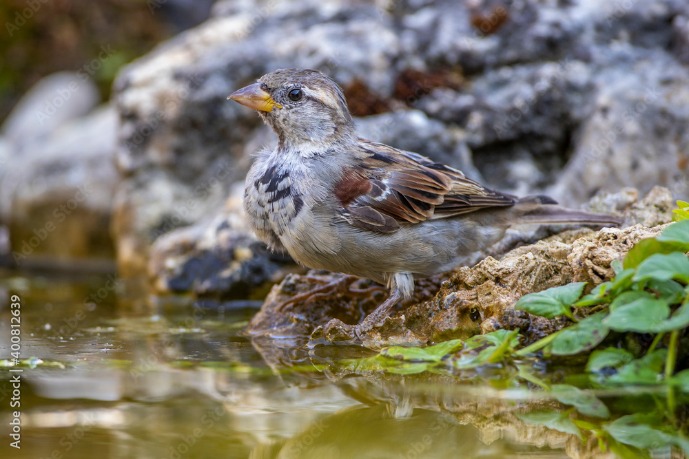 Fototapeta premium Haussperling (Passer domesticus) Männchen