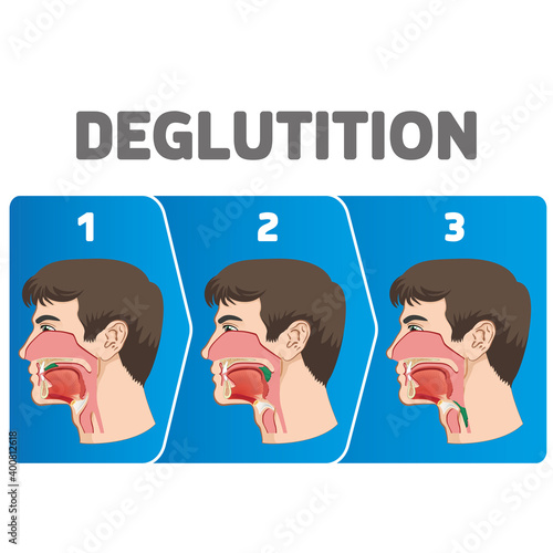 Human physiology sequence of the deglutition of the bolus. Ideal for educational and institutional materials