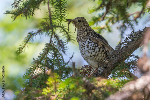 Goudlijster; White's Thrush; Zoothera aurea