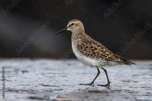 Bonapartes Strandloper; White-rumped Sandpiper; Calidris fuscicollis