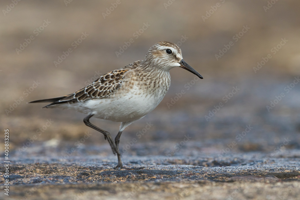 Bonapartes Strandloper; White-rumped Sandpiper; Calidris fuscicollis