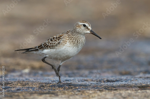 Obraz na płótnie Bonapartes Strandloper; White-rumped Sandpiper; Calidris fuscicollis w salonie