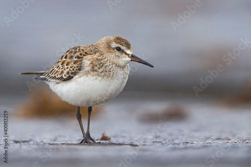 Bonapartes Strandloper, White-rumped Sandpiper, Calidris fuscico