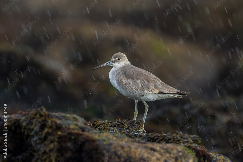 Willet; Western Willet; Tringa semipalmata Willet; Western Willet; Tringa semipalmata