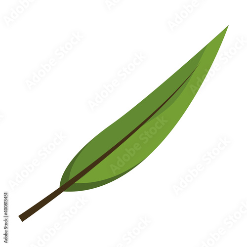 oblong leaf plant style flat icon vector illustration design