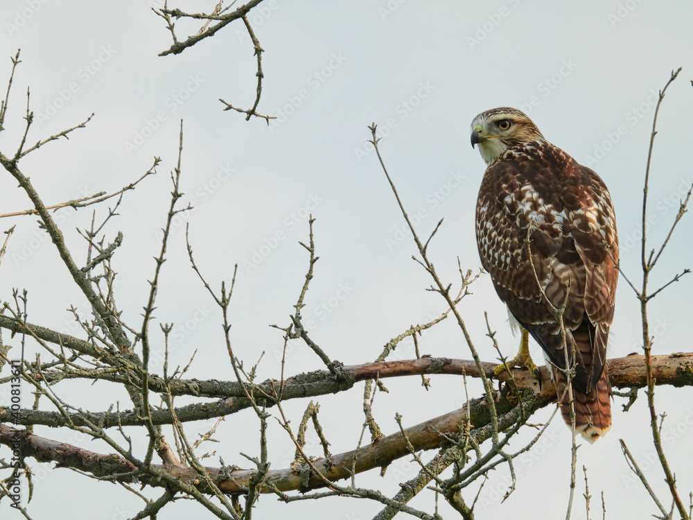 Perched Red Tailed Hawk: A red-tailed hawk bird of prey perched on a bare tree branch looks over its shoulder as it hunts for prey as a raptor Perched Red Tailed Hawk: A red-tailed hawk bird of prey perched on a bare tree branch looks over its shoulder as it hunts for prey as a raptor